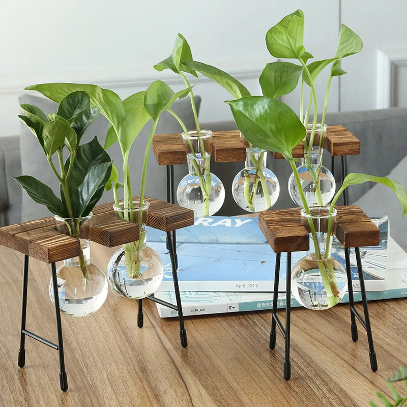 Terrário Hidropônico Para Mesa Central Com Suporte Decorativo