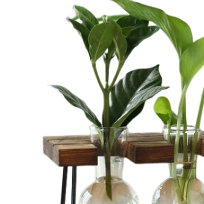 Terrário Hidropônico Para Mesa Central Com Suporte Decorativo